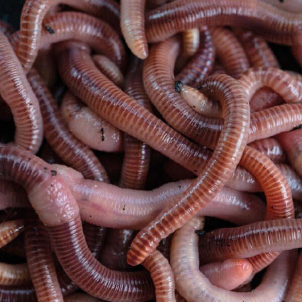 NASH Koncentrat hydrolizowanych rosówek Wormcell