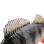 FOX RAGE Przynęta Okoń Ultra Realistic Perch Replicant