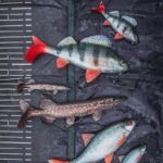 FOX RAGE Przynęta Okoń Ultra Realistic Perch Replicant