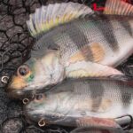 FOX RAGE Przynęta Okoń Ultra Realistic Perch Replicant