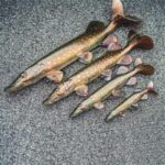 FOX RAGE Przynęta Szczupak Ultra Realistic Pike Replicant