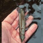 FOX RAGE Przynęta Szczupak Ultra Realistic Pike Replicant