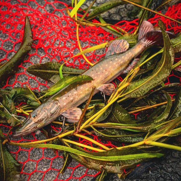 FOX RAGE Przynęta Szczupak Ultra Realistic Pike Replicant