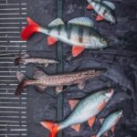 FOX RAGE Przynęta Szczupak Ultra Realistic Pike Replicant