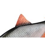 FOX RAGE Przynęta Płoć Ultra Realistic Roach Replicant