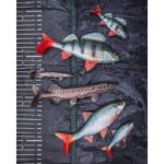 FOX RAGE Przynęta Płoć Ultra Realistic Roach Replicant