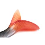 FOX RAGE Przynęta Płoć Ultra Realistic Roach Replicant