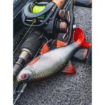 FOX RAGE Przynęta Płoć Ultra Realistic Roach Replicant