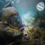 DELPHIN D Snax Shell – Śliwka Morwa